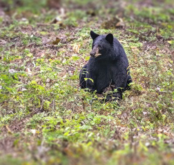 Blackbear Hunts