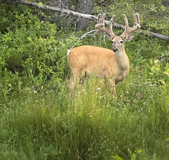 Whitetail Deer Hunts